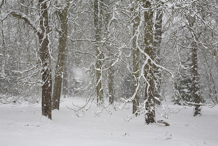 2.   Windsor Great Park