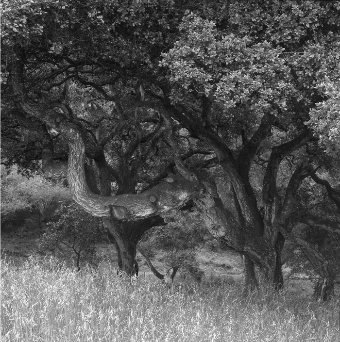 33.  Oaks,  Carmel,    California
