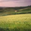 07.  crops and a small barn, Il Crete