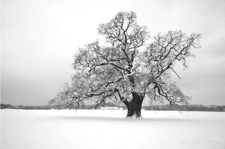 13.   Windsor Great Park,   Berkshire