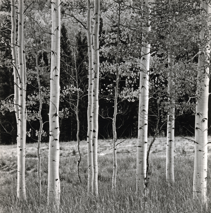 27.   Aspens, Maroon Lakes Raod,  Colorado