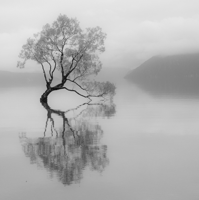 24.  Lone Tree,  Wanaka,  New Zealand
