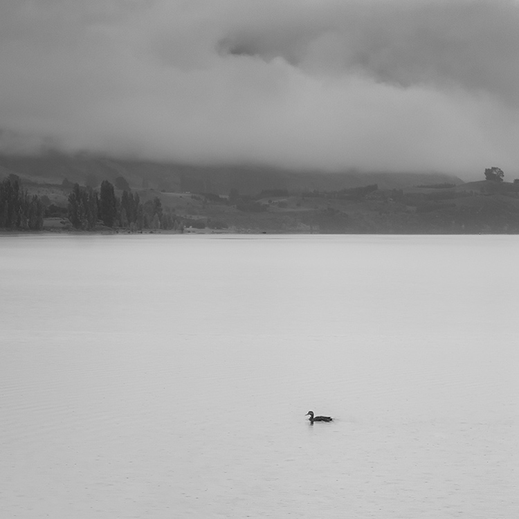 3.  Lake Wanaka with a duck.  New Zealand