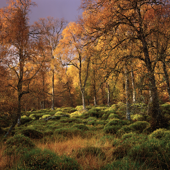 15.  Glen Affric