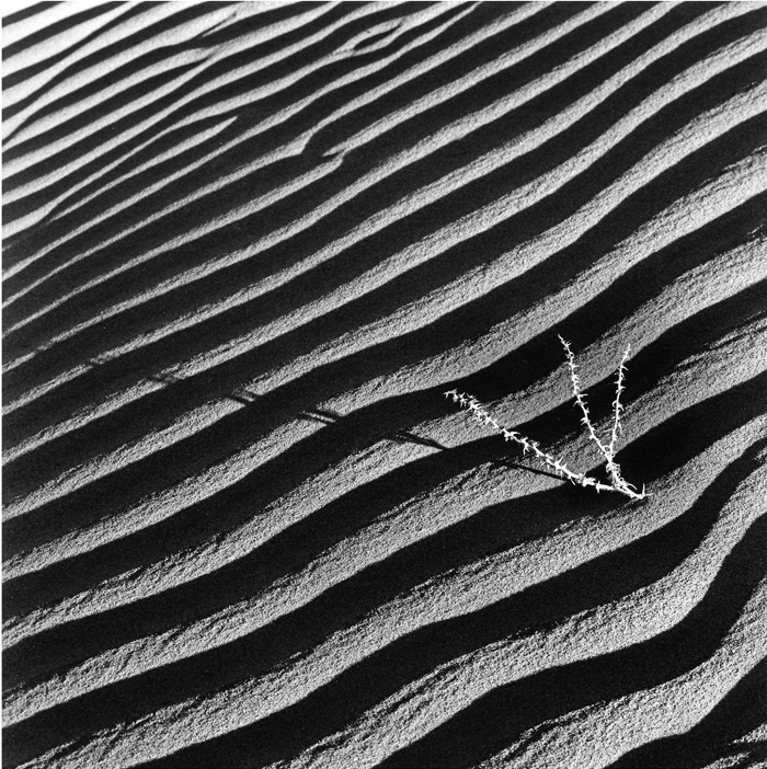 25.  Shadow, Mesquite Flat,  Death Valley
