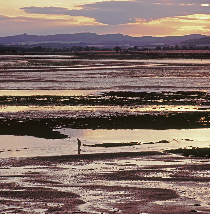 24.   Budle Bay, Lone wader